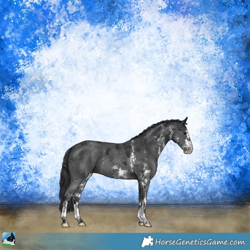 Horse Color:Black Mushroom Sabino