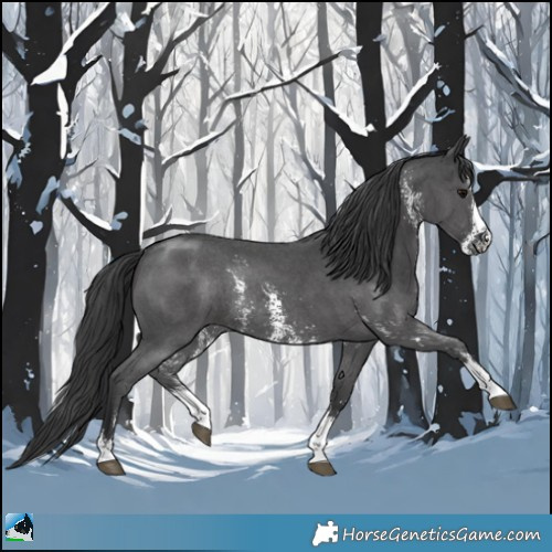 Horse Color:Black Mushroom Sabino Rabicano 