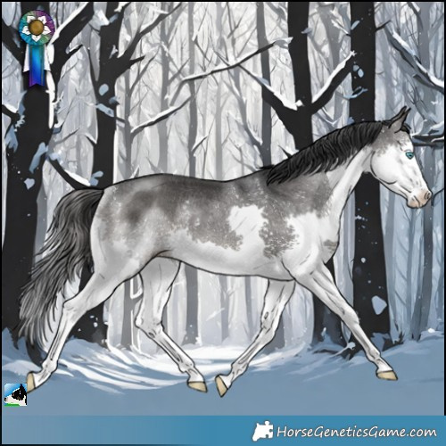 Horse Color:Black Splash Rabicano 