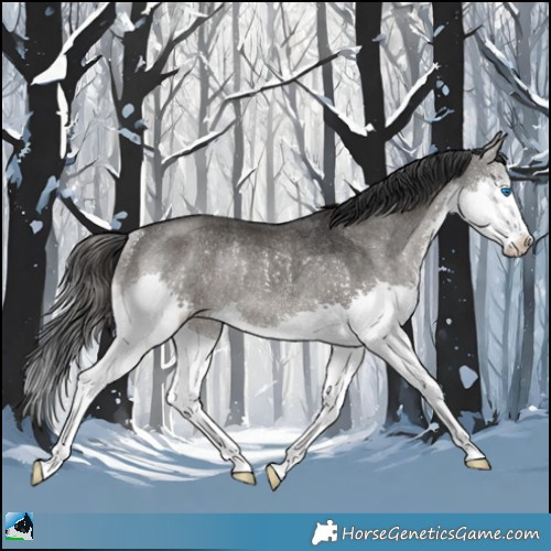 Horse Color:Black Splash Rabicano 