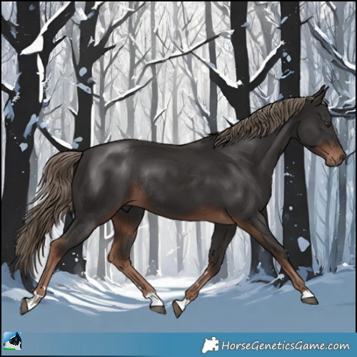 Horse Color:Liver Chestnut Rabicano 