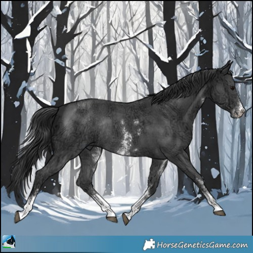 Horse Color:Black Ice Sabino Rabicano 