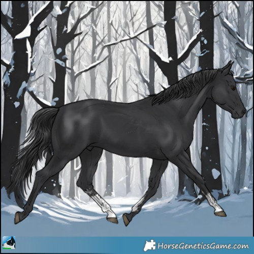 Horse Color:Black Sabino Rabicano 