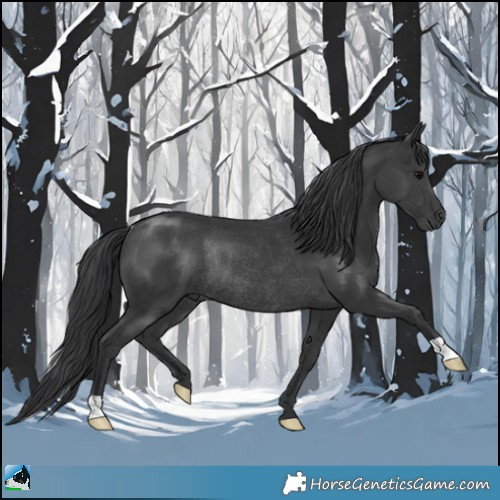 Horse Color:Black Rabicano 