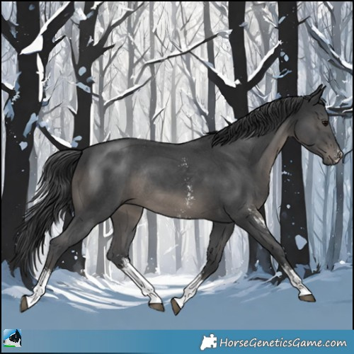 Horse Color:Black Sabino Rabicano 