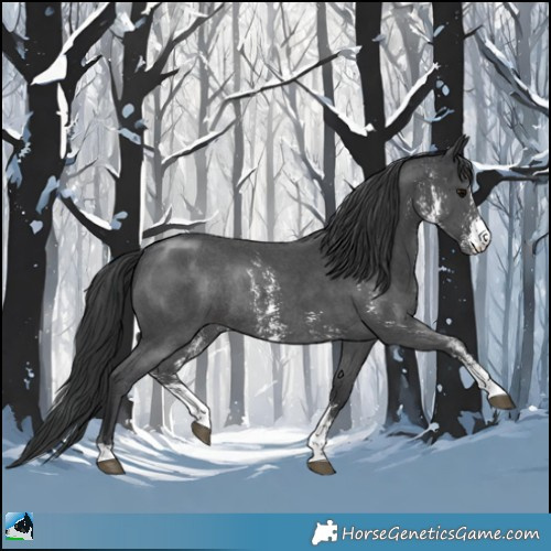 Horse Color:Black Mushroom Sabino Rabicano 