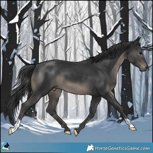 Horse Color:Black 