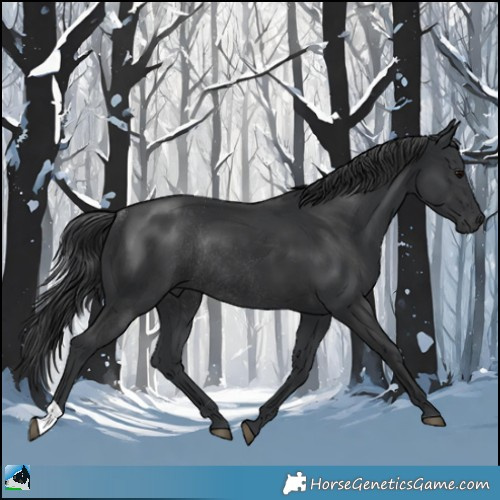 Horse Color:Black Rabicano 