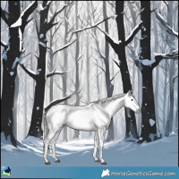 Horse Color:Gray Black Sabino 