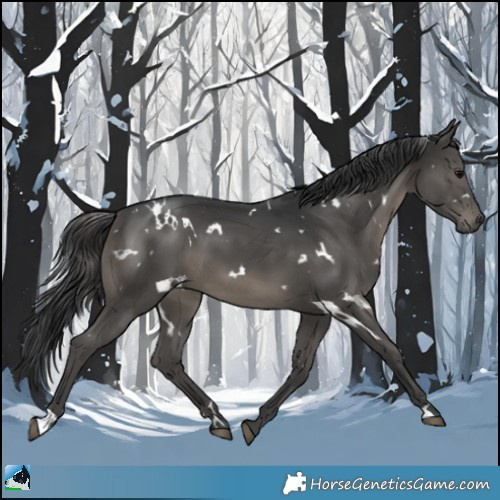 Horse Color:White Spotted Black 