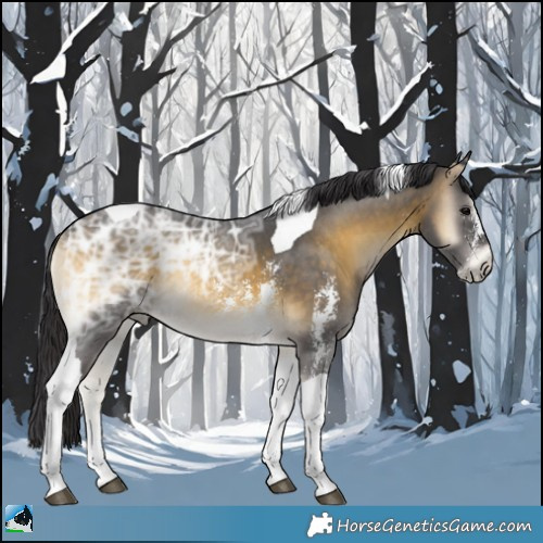 Horse Color:Buckskin Ice Onyx Sabino Tobiano Rabicano 