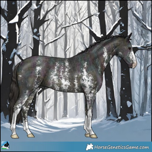 Horse Color:Midnight Buckskin Ice Sabino Rabicano 