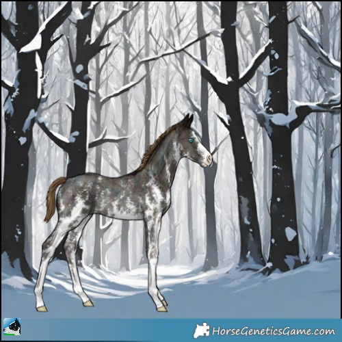 Horse Color:Midnight Buckskin Ice Pearl Sabino Rabicano 
