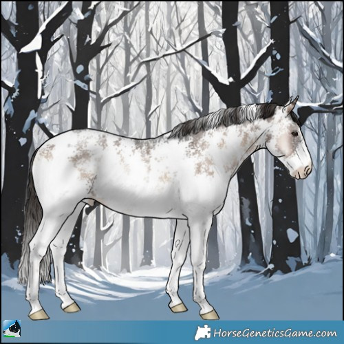 Horse Color:Liver Red Onyx Sabino Rabicano 
