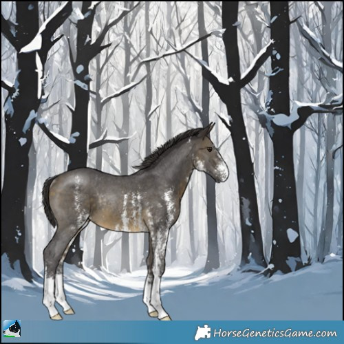 Horse Color:Buckskin Sabino Rabicano 