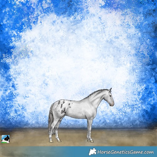 Horse Color:Smoky Black Appaloosa