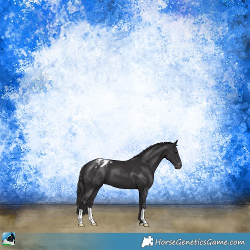 Horse Color:Smoky Black Appaloosa 