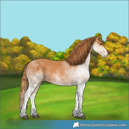 Horse Color:White Spotted Chestnut