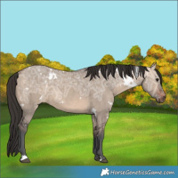Horse Color:White Spotted Bay Ice Dun