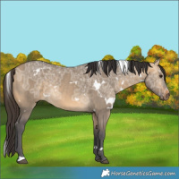 Horse Color:White Spotted Buckskin Ice Dun 