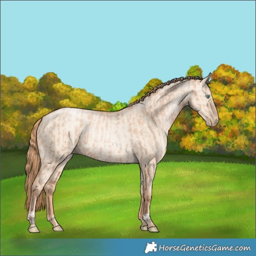 Horse Color:Gold Champagne Pearl Rabicano  and Gold Champagne Pearl Dun Rabicano 