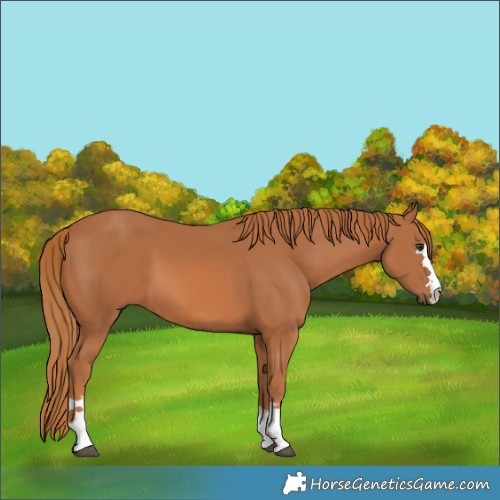 Horse Color:Chestnut 