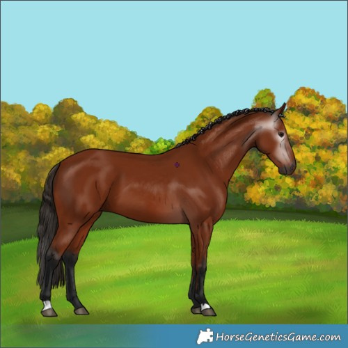 Horse Color:Gray Bay 