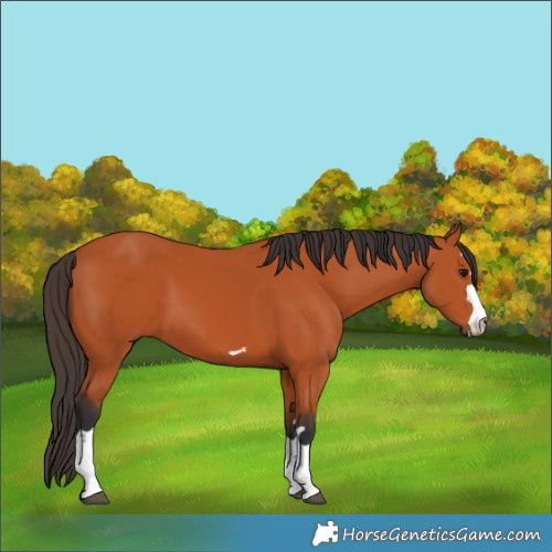 Horse Color:Bay 