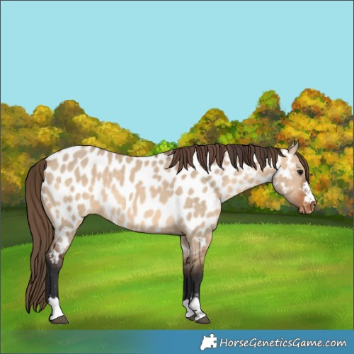 Horse Color:Bay Dun Appaloosa