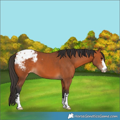 Horse Color:Bay Appaloosa 