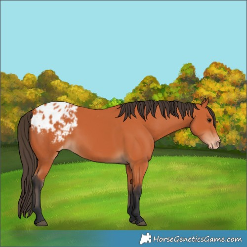 Horse Color:Bay Appaloosa