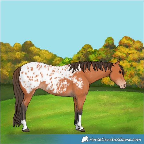 Horse Color:Bay Tobiano Appaloosa 