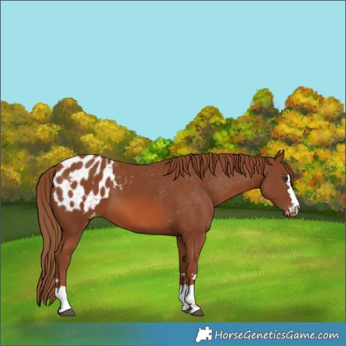 Horse Color:Chestnut Appaloosa