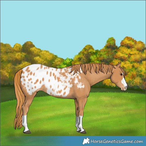 Horse Color:Chestnut Appaloosa