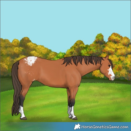 Horse Color:Bay Appaloosa 