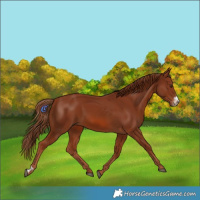 Horse Color:Chestnut Frame 