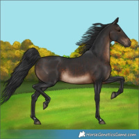 Horse Color:Brown Rabicano 