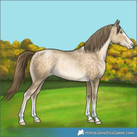 Horse Color:Buckskin Pearl Rabicano 