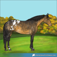 Horse Color:Buckskin Appaloosa 