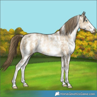 Horse Color:Buckskin Pearl Sabino Rabicano 