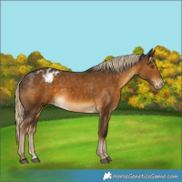 Horse Color:Chocolate Palomino Appaloosa 
