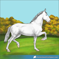 Horse Color:White Spotted Cremello Splash 