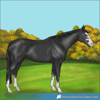 Horse Color:Black 