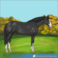 Horse Color:Black 