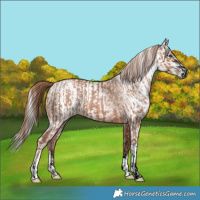 Horse Color:Void Black Pearl and Gray Brown Pearl Sabino