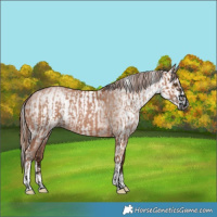 Horse Color:Void Black Pearl and Gray Brown Pearl Sabino