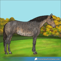 Horse Color:Buckskin Ice 