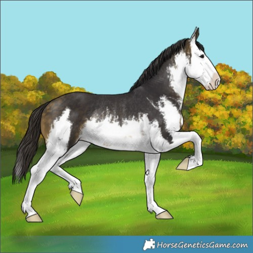 Horse Color:White Spotted Buckskin Splash Rabicano 