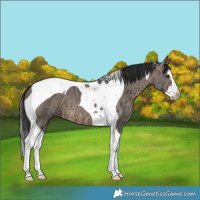 Horse Color:Brown Ice Dun Splash Tobiano 