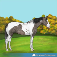 Horse Color:Brown Ice Dun Splash Tobiano 